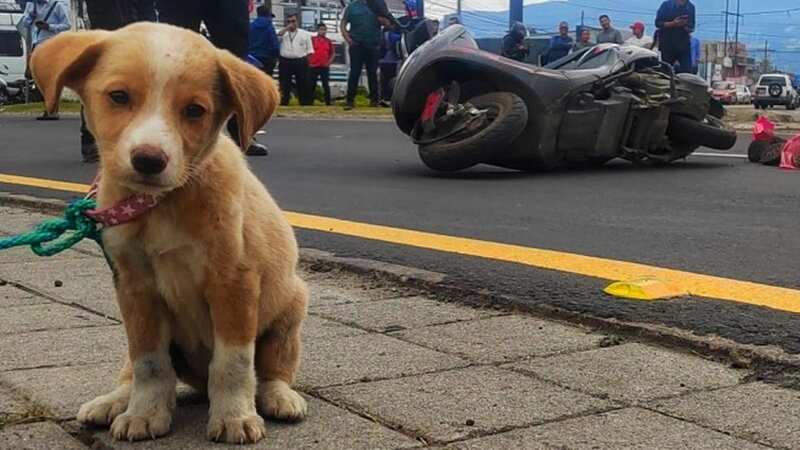 The puppy waiting at the crash site (Image: Jam Press)