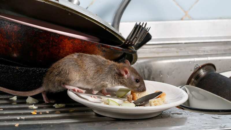Rats are able to chew through various household materials (Image: Getty Images/iStockphoto)