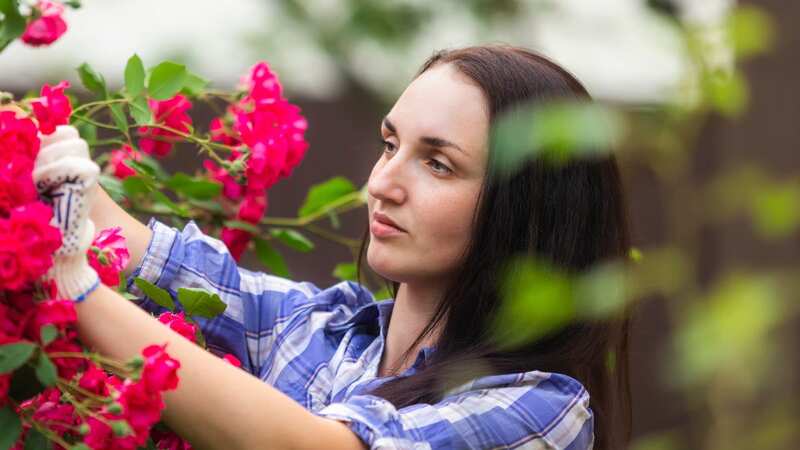 The super ingredient will work wonders on your roses (stock photo) (Image: Getty Images)