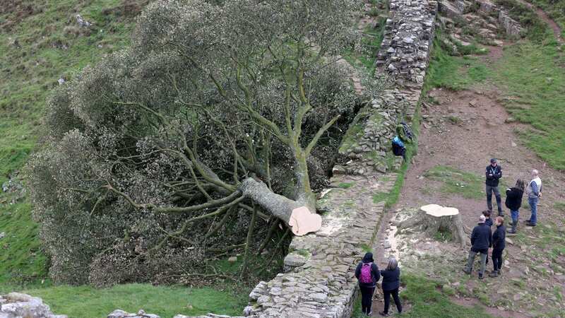 The Sycamore Gap tree after it was felled (Image: Newcastle Chronicle)