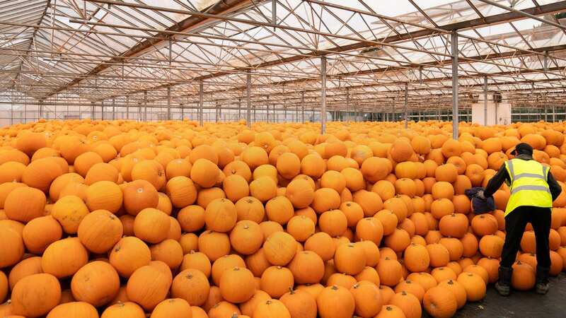 Freshly harvested pumpkins are sorted and stored at Oakley Farms near Wisbech in Cambridgeshire (Image: PA)
