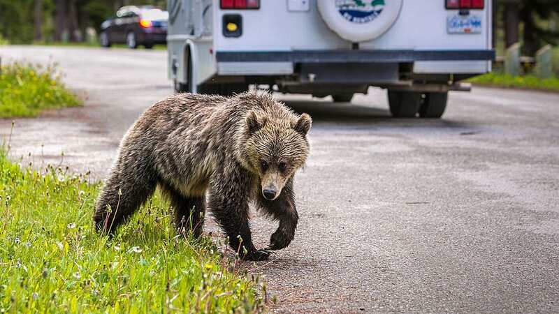 The attack was the second fatal grizzly attack in North America since July (Image: Getty Images)