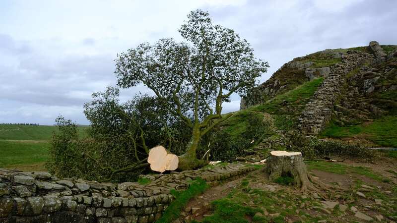 The DNA of the Sycamore Gap tree could help find the person responsible (Image: Craig Connor/ChronicleLive)
