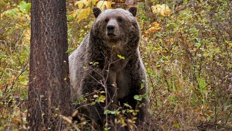 The woman was flown to the hospital in Kalispell after the bear attacked her (Image: AP)