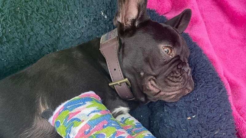 Four-month old French bulldog puppy Winston has fractured both of his elbows (Image: Charlotte Burton)