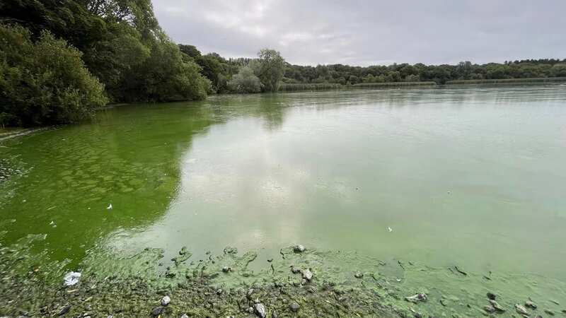The blue-green algae has taken over (Image: Irish Mirror)