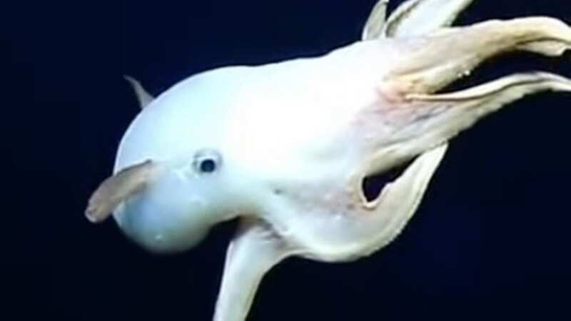 The elusive Dumbo octopus was spotted by NOAA researchers (Image: EV Nautilus/KOMO News)
