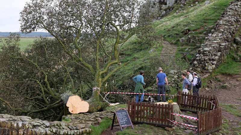 A fence has been erected around the tree at Sycamore Gap in Northumberland (Image: Newcastle Chronicle)