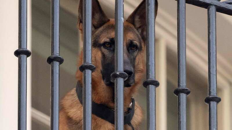 Commander has allegedly been involved in more than 11 biting incidents (Image: AFP via Getty Images)