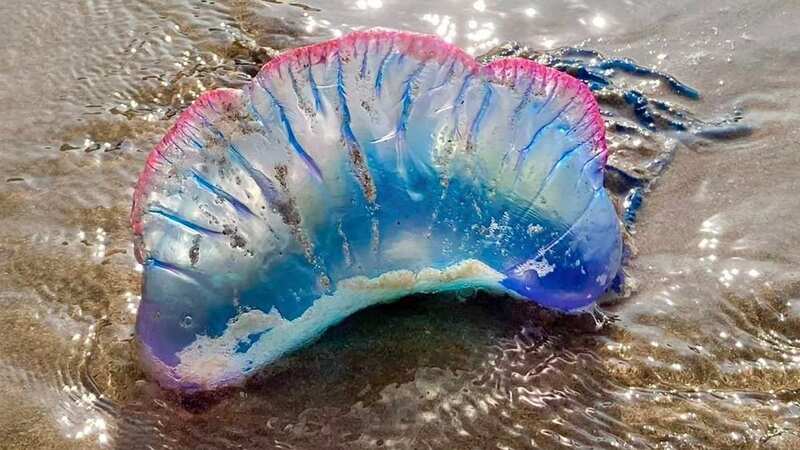 The beautiful but deadly Portuguese man o’war which was found by found by dog walkers (Image: Chris Whittaker/Daily Post Wales)