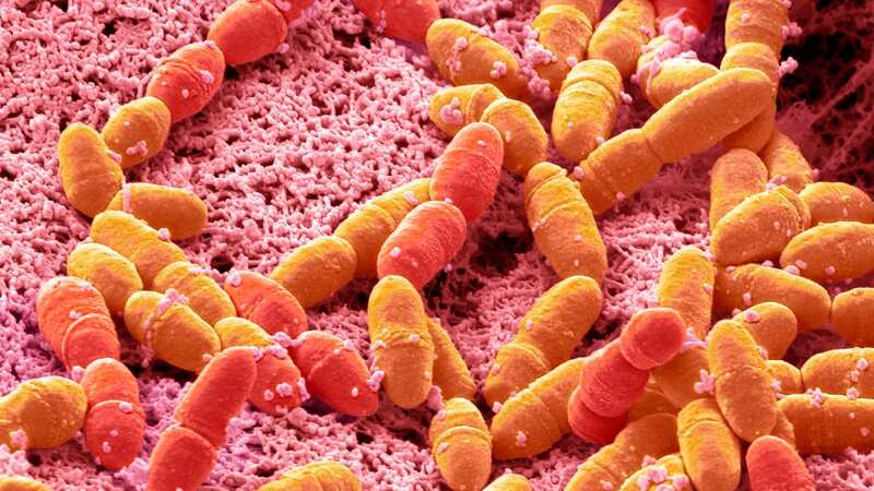 Hopes raised of finding a cure for a bacterial infection (Image: Getty Images/Science Photo Libra)