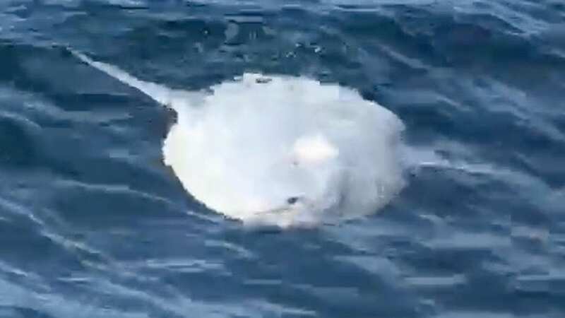 Woman left baffled after spotting huge floating 