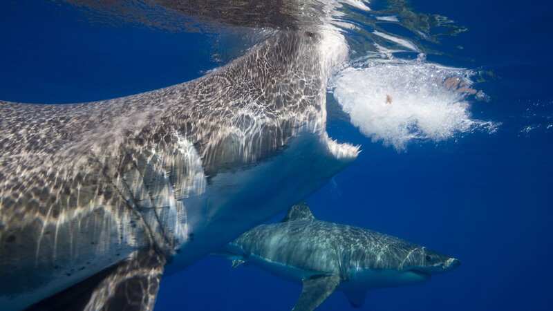 The shark 