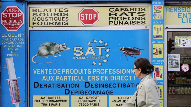 There has been a surge in the number of bedbugs in France (Image: TERESA SUAREZ/EPA-EFE/REX/Shutterstock)