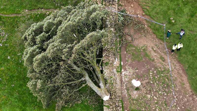 The Sycamore Gap tree has been cut down, and scientists may be able to clone it (Image: PA)