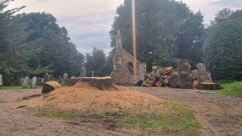 A cedar tree in Rye was felled and cut into pieces too small to be made into a memorial carving (Image: The Argus/Sussex News and Pictures)