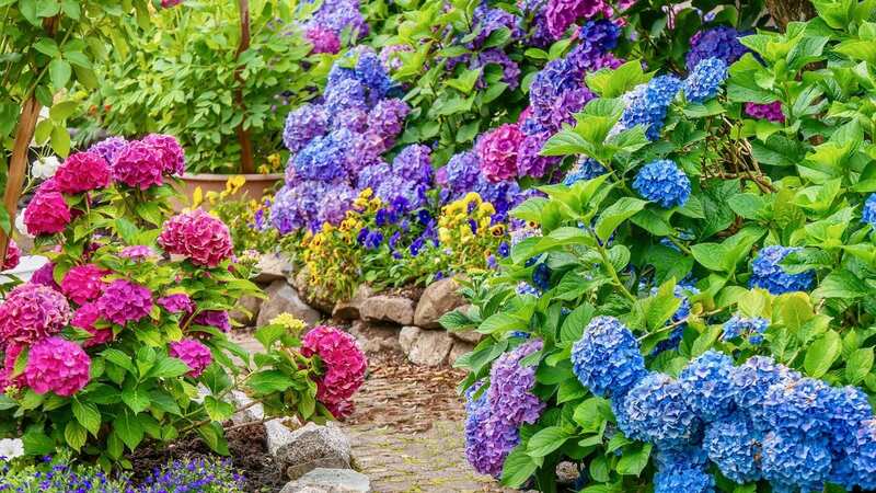 Hydrangeas produce beautiful clusters of flowers if planted properly (Image: Getty Images/iStockphoto)