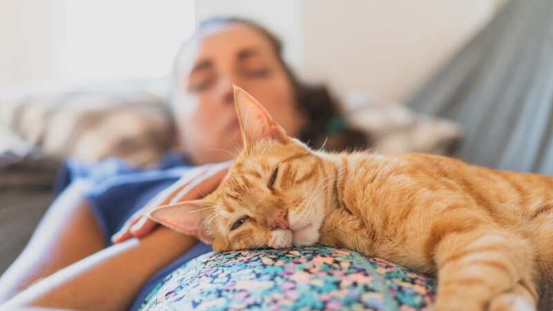 Half of cat owners prefer spending time with their pet than their partner (Image: Rawlstock/Getty Images)