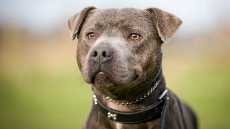 Detectives have revealed the appearance of the two dogs seized (stock photo of a Staffordshire Bull Terrier) (Image: Getty Images)
