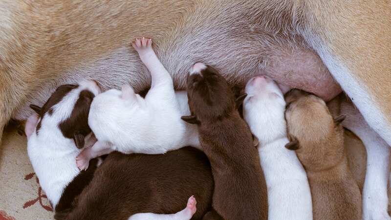 IVF is being used to create designer dog breeds (Image: Getty Images)
