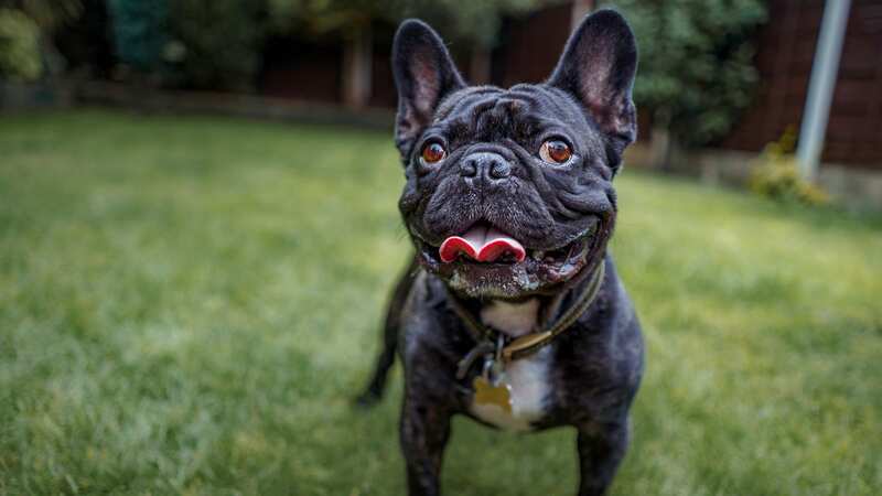 A bulldog like the one that nailed the villains (Image: Getty Images/500px)
