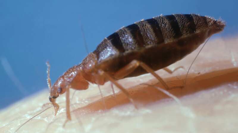 Keep bed bugs far away with our round up of top tips and useful hacks