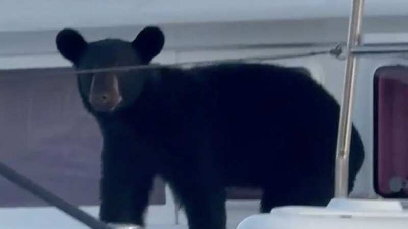 A black bear explored a luxury catamaran at Naples Yacht Club, astonishing onlookers in Florida (Image: Jam Press Vid/TowBoat U.S. Naples & Marco Island/AMAZING ANIMALS+/TMX)