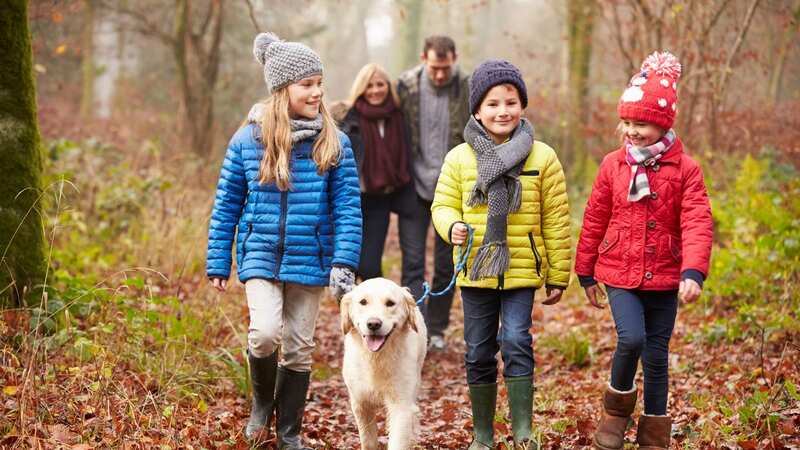 Dog walkers need to be aware of the dangers (stock image) (Image: Getty Images/iStockphoto)