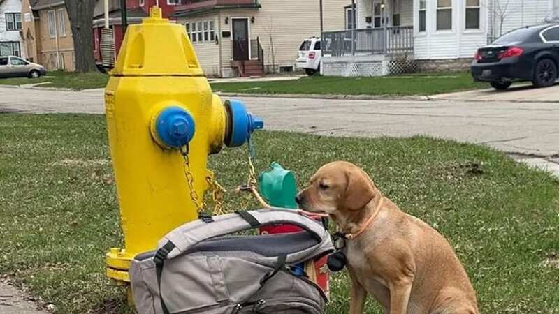 The dog, named Baby Girl, was found tied on a fire hydrant (Image: Wisconsin Humane Society)