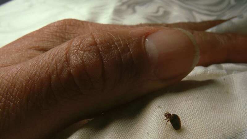 The kitchen ingredient could help to eliminate the pests (Image: Getty Images)