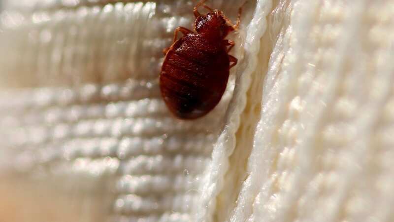 Pest control workers treating a mattress in an apartment with a bedbug infestation. (Image: Bloomberg via Getty Images)