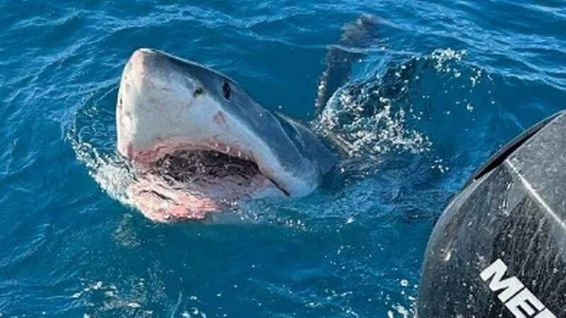 Terrifying moment huge great white shark leaps from water feet from boaters