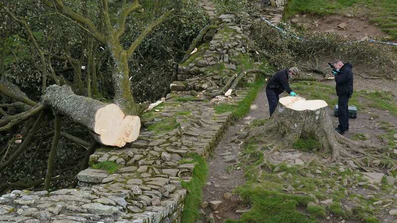 National Trust staff are being told to keep an eye out for suspicious behaviour after Sycamore Gap was targeted by vandals (Image: PA)