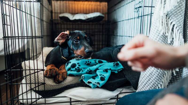 Crate training your puppy or dog is recommended by trainers and vets - but how long can you leave a dog in one? (Image: Getty)