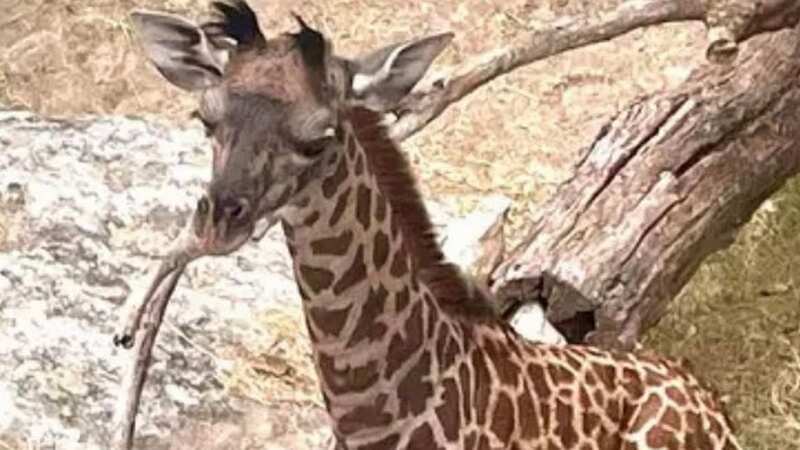 The cause of death for one giraffe was listed as muscle trauma (Image: Facebook)