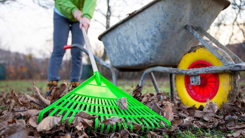 This trick using fallen leaves will improve the quality of your soil. (Stock Photo) (Image: Getty Images)