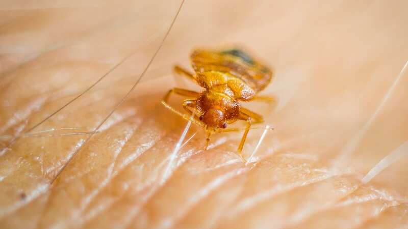 A bedbug infestation has swept across the UK (Image: Universal Images Group via Getty Images)