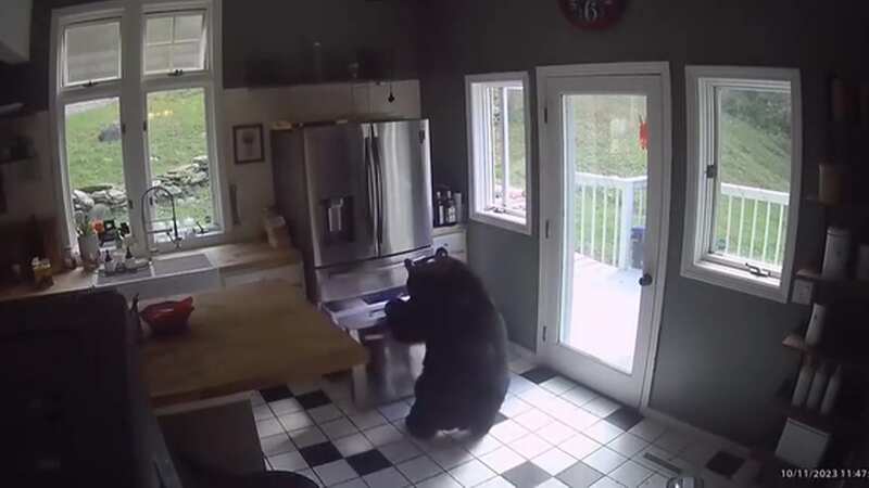 Moment hungry bear breaks into home and casually opens freezer to steal lasagna
