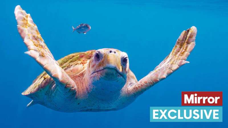 A logger head sea turtle cruises in the Open Ocean (Image: BBC Studios/© Rafa Herrero Massieu)