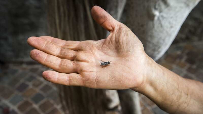 Horsefly bites are painful, said an expert (Image: Getty)