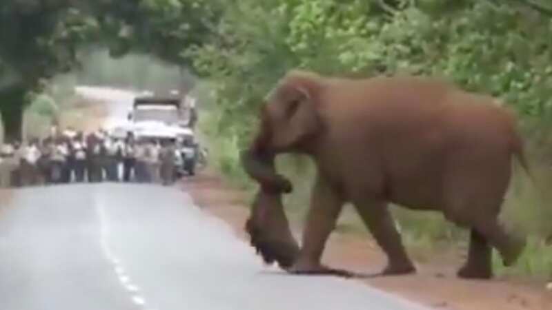 Grieving elephants weep as they carry dead baby in 