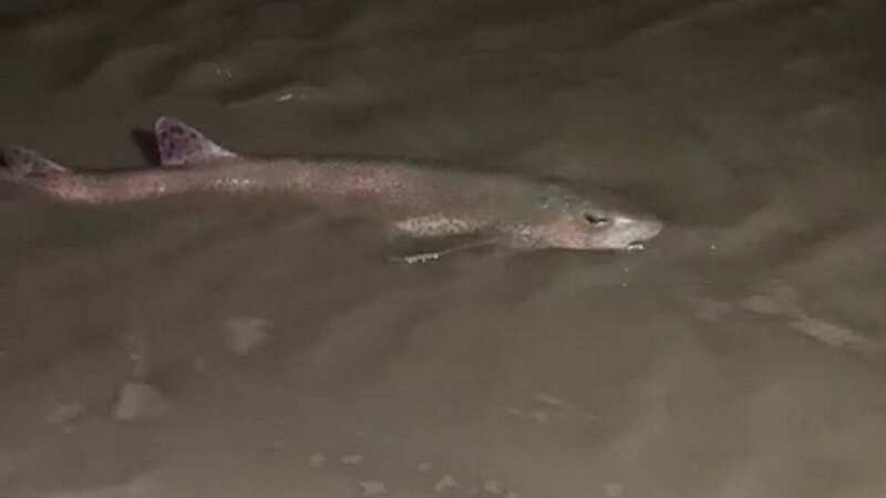 Shark is spotted on UK beach as witnesses call discovery a 