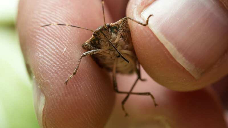 Invasive stink bugs are wreaking havoc across US states (Image: Universal Images Group via Getty Images)