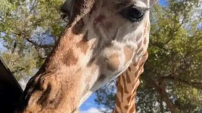 Horrifying moment giraffe crashes through family