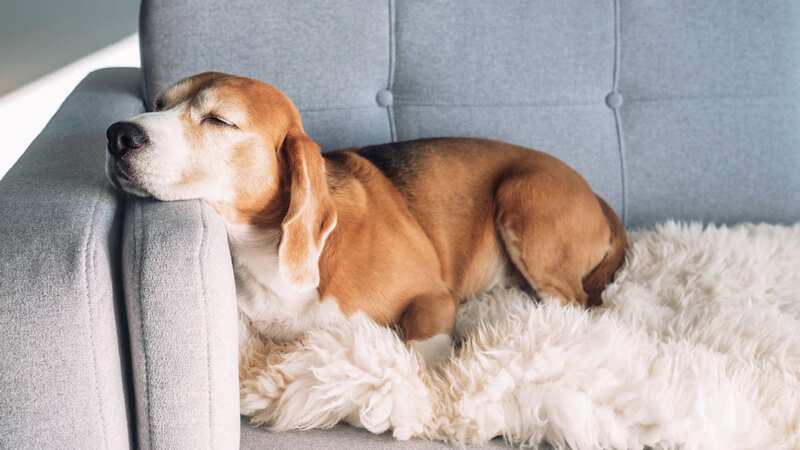 Some breeds are happier to stay home alone than others - a dog expert has shared their top tips for popping out without your pooch (Image: Getty Images)