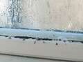 Property expert's simple hack to get rid of bedroom window condensation qhiqqxihiheinv