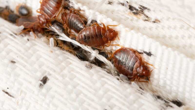 A colony of bedbugs, similar to those infecting several homes across the UK (Image: Getty Images/iStockphoto)