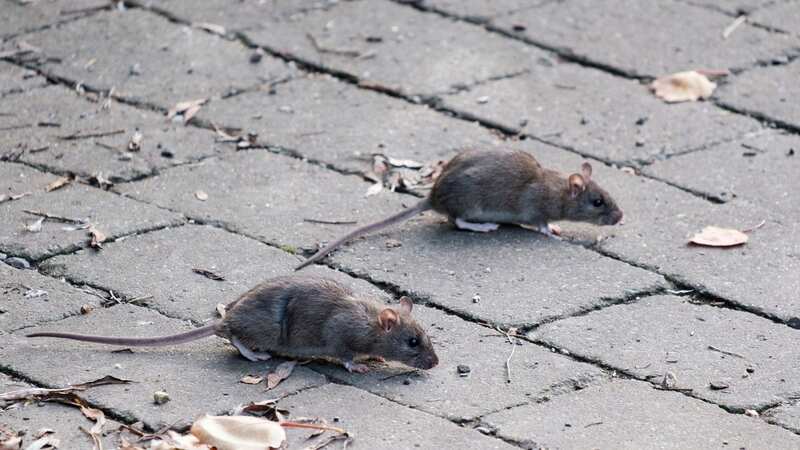 A pest controller warned that some rats are now the size of a small cat (Image: Getty Images/iStockphoto)