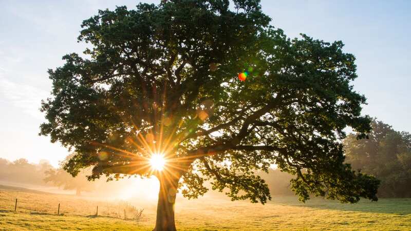 Rick wants an oak tree to be planted in his memory (Image: James Warwick Getty Images)