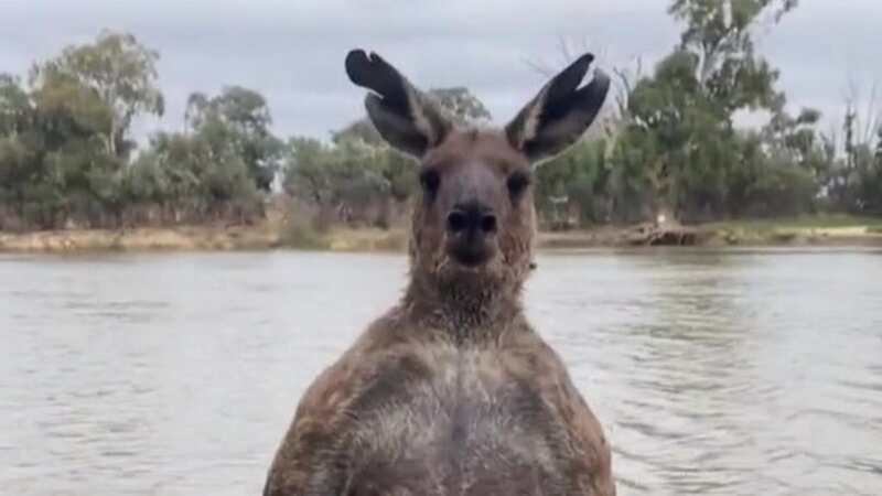 The kangaroo looking aggressive (Image: TikTok/milduramartialarts1)